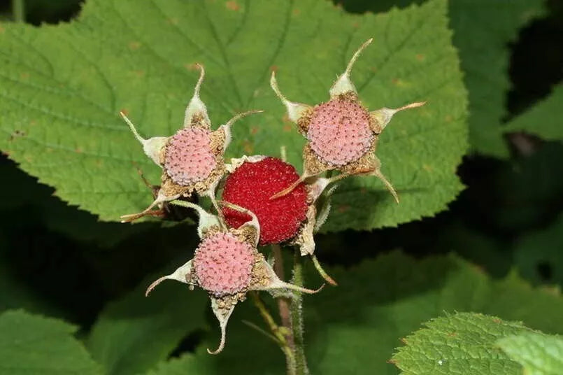 Thimbleberry Bush Seeds 50 Count - Rubus parviflorus - Edible Berry Seeds for Home Gardens, Low Maintenance, Wildlife Friendly