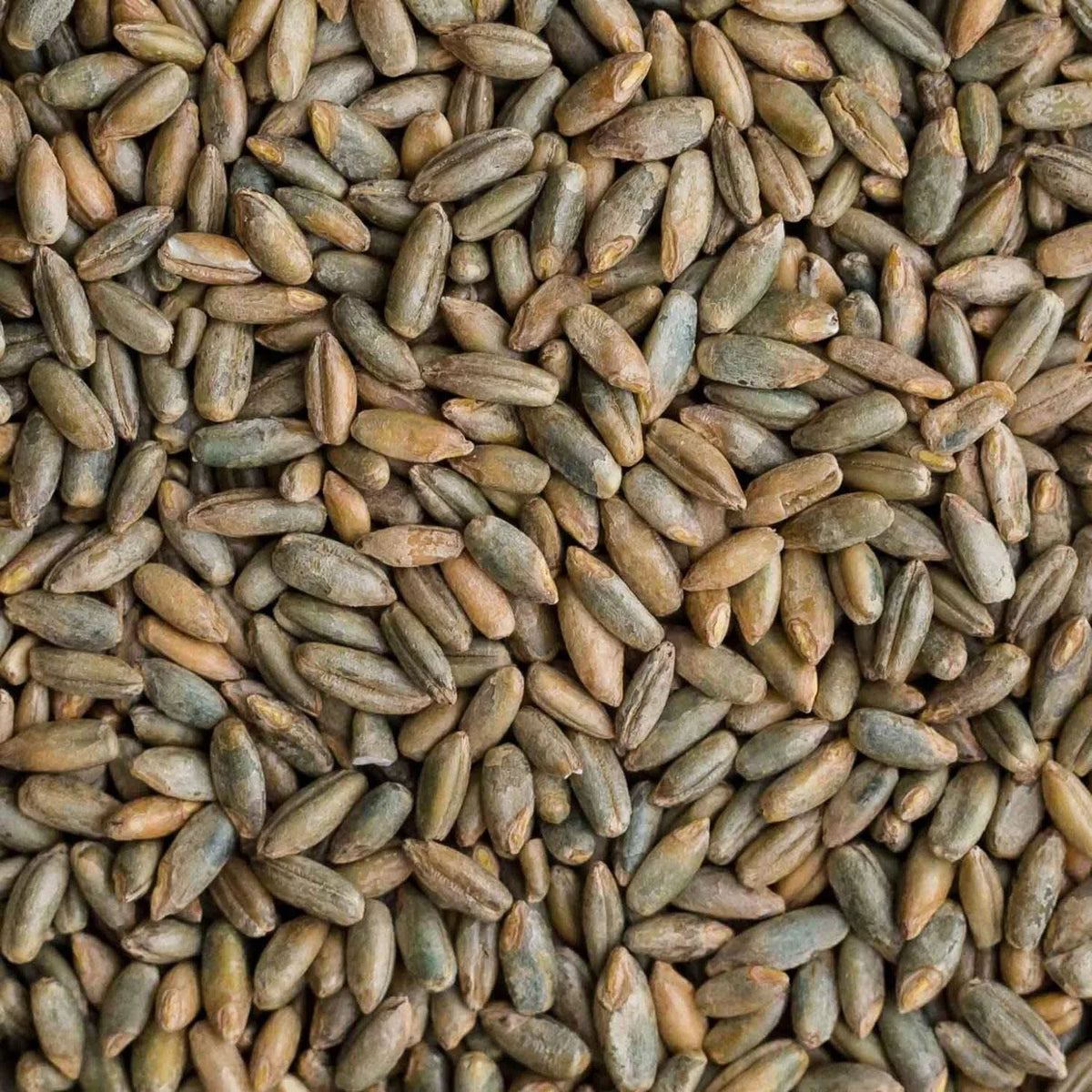 Organic Rye Berries 12 oz - Whole Grain Superfood, High Fiber & Iron, Secale cereale