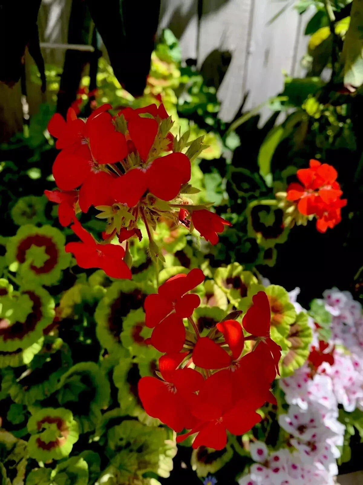 Geranium Cuttings 6 Inches Bright Orange Flowers Pelargonium spp. 3 Pieces
