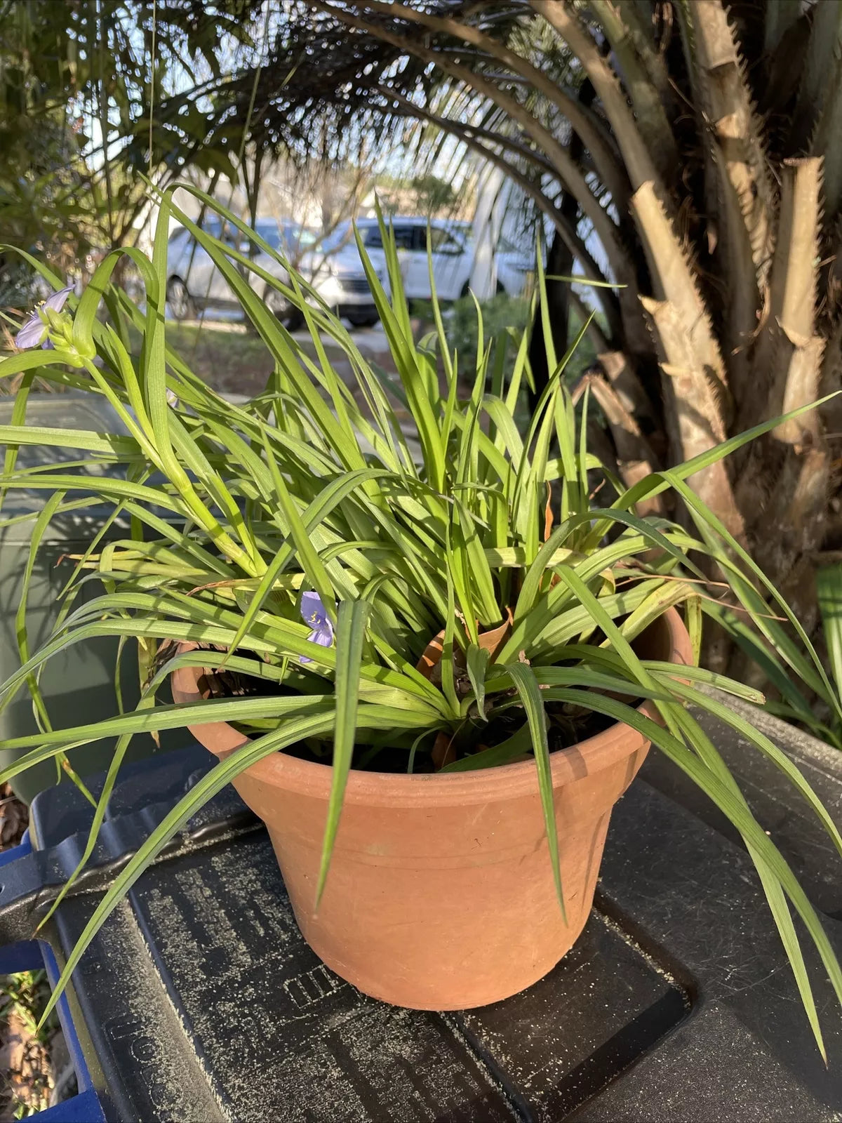Live Spiderwort Perennial Day Lily 'Widows Tears Bluejacket' - 8” Pot - Tradescantia 'Bluejacket' - Ground Cover Plant