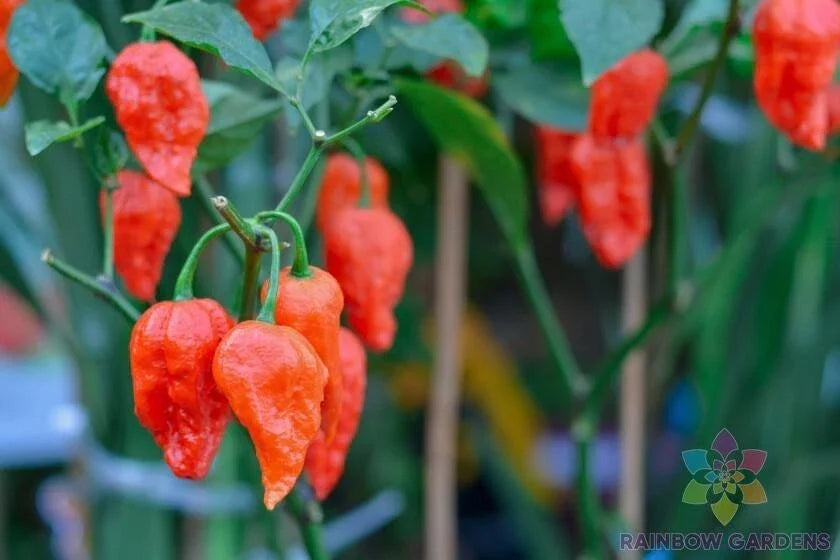 Carolina Reaper Hot Pepper Seeds - 25+ Count - Capsicum chinense - Premium Seeds for Spicy Garden Planting
