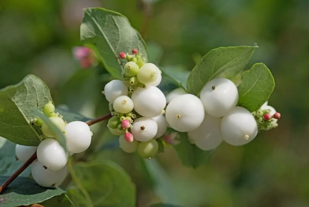 Snowberry Bush Seedlings - Hardy Shrub - Symphoricarpos Albus - Non-Shippable to CA - Attracts Wildlife, Low Maintenance