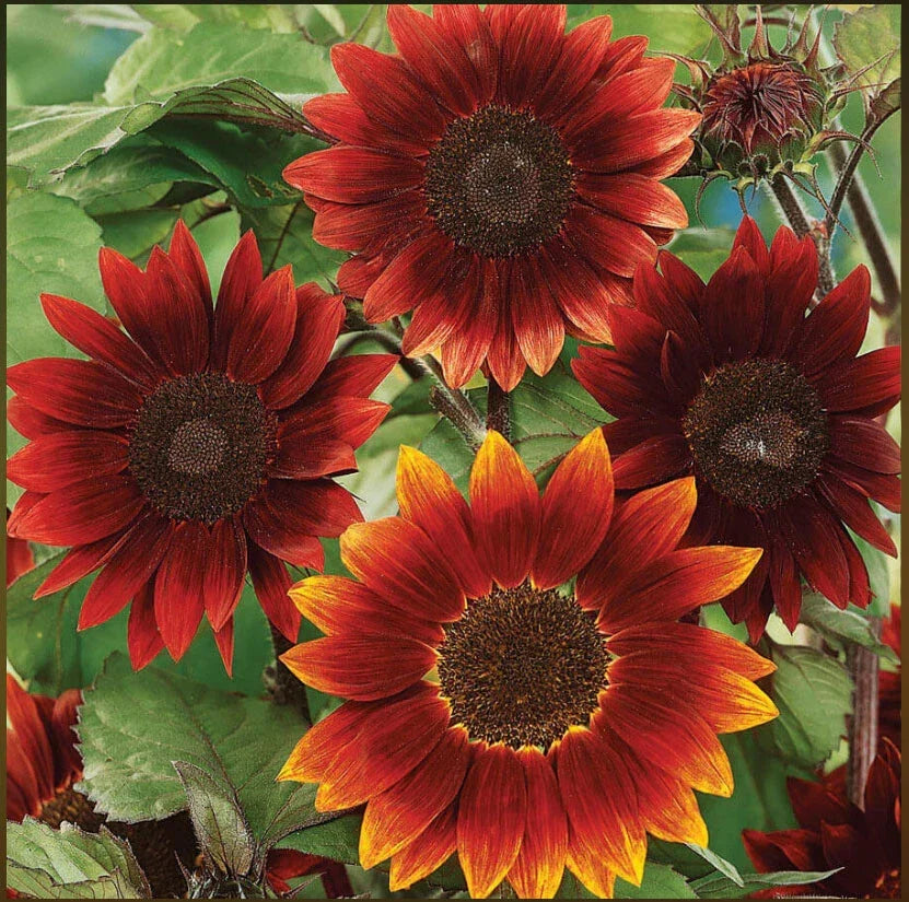 Sunflower Seeds 100 Non-GMO ROUGE ROYALE Red Helianthus annuus - Attracts Bees & Pollinators for Vibrant Gardens