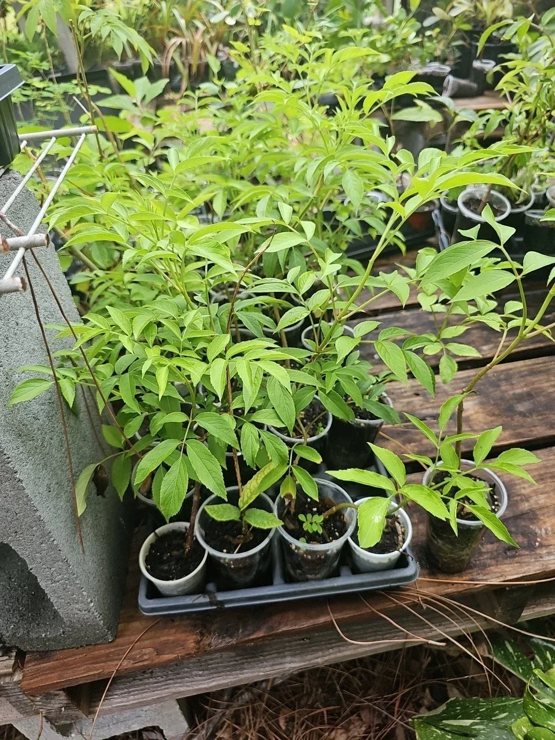 American Elderberry Tree Live Plant 1-Gallon Sambucus canadensis Edible Berries Hardy Perennial Pollinator Friendly