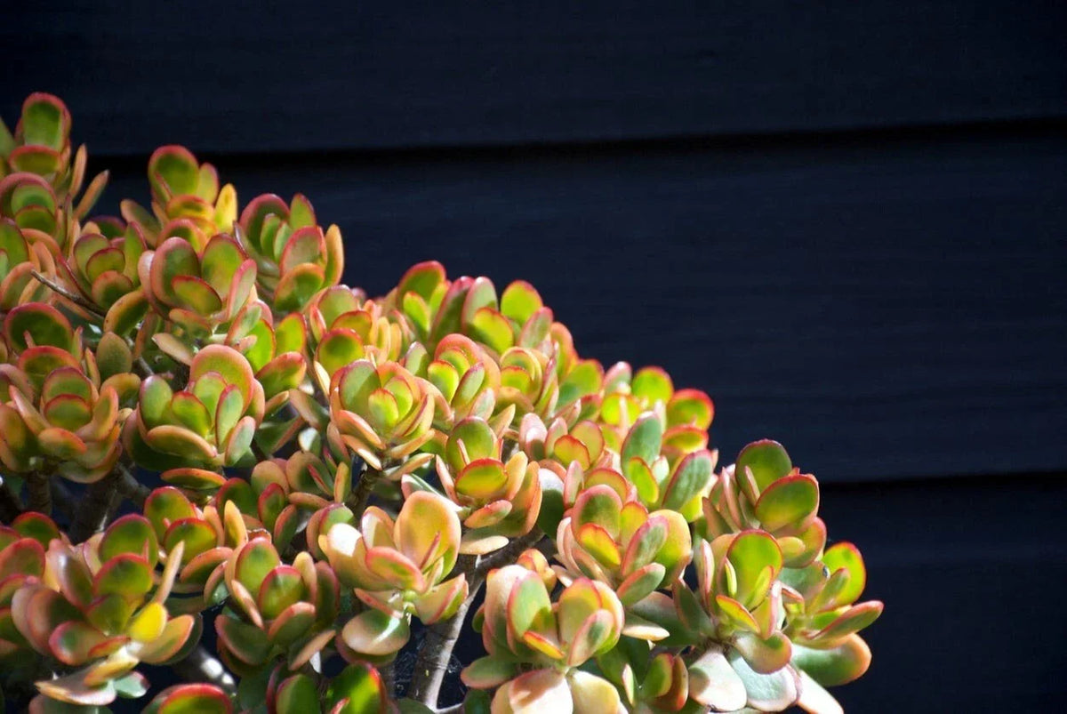Jade Plant Cuttings 3-5" Crassula ovata - 2 Healthy Succulent Cuttings for Easy Propagation and Indoor Gardening