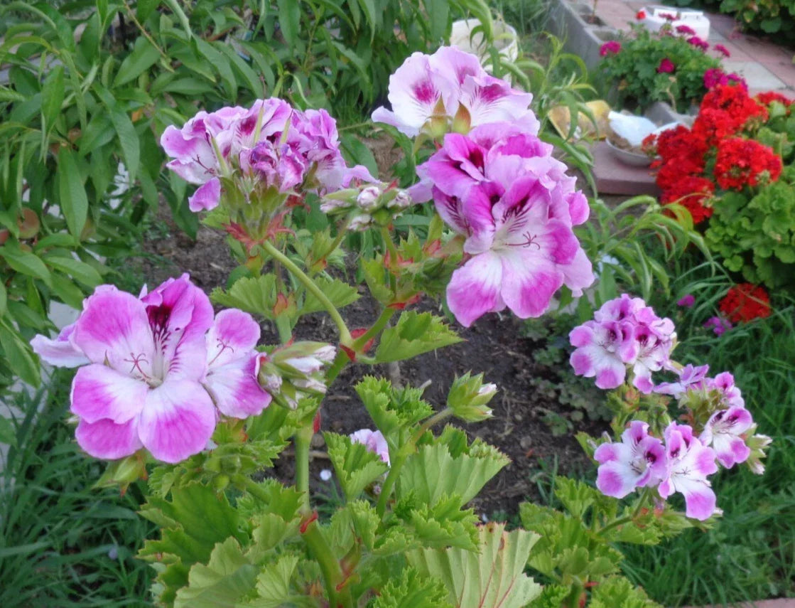Pelargonium Cuttings 2 x 6" Purple & White Fancy Regal Geranium - Pelargonium x domesticum for Indoor/Outdoor Gardening