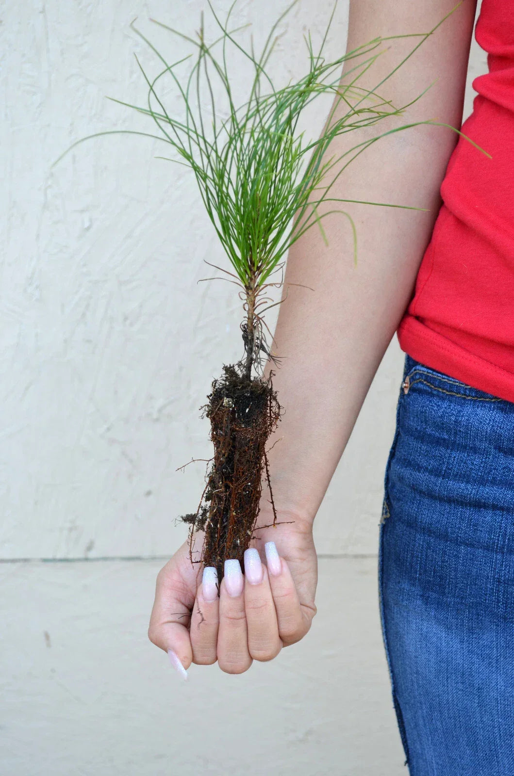 Red Pine Seedling - 3 to 5+ Inches - Pinus resinosa - Healthy Tree for Landscaping or Reforestation