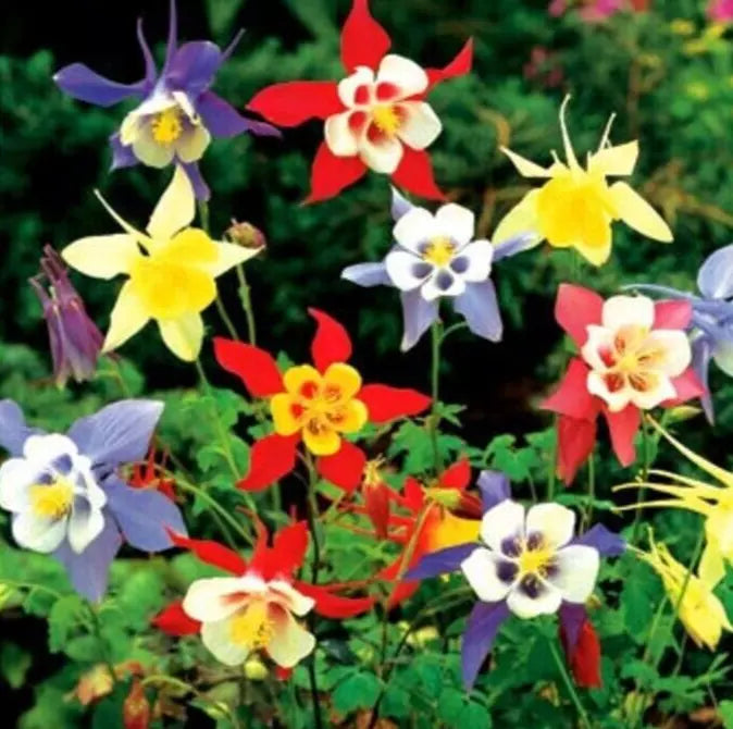 Columbine Seeds 200+ Perennial Flower Mix Aquilegia caerulea - Vibrant Colors for Garden Borders & Wildflower Gardens