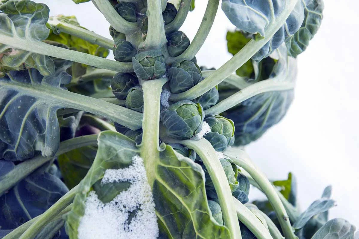 Hestia Brussels Sprouts Seeds - 500+ Count Non-GMO Vegetable Seeds - Brassica oleracea for Home Gardening