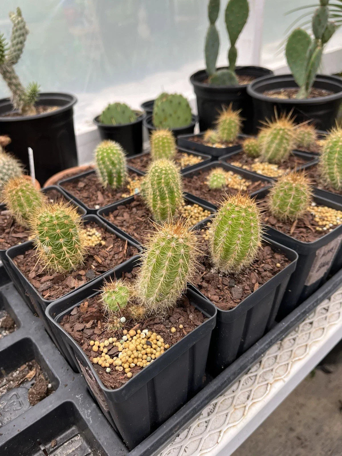 Tricho Hybrid Succulent Plant 4” Pot | Easy Care Trichocereus spp. | Unique Varieties for Indoor/Outdoor Decor