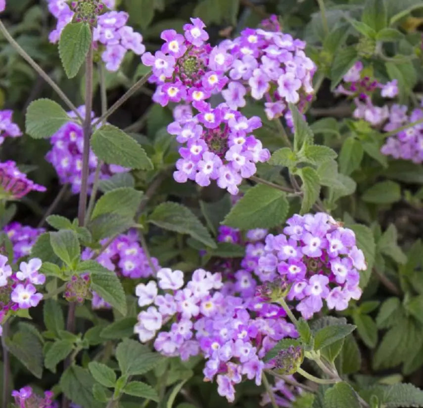 Trailing Lavender Lantana Plants - 5 Baby Plugs - Heat Tolerant & Pollinator Friendly - Lantana camara