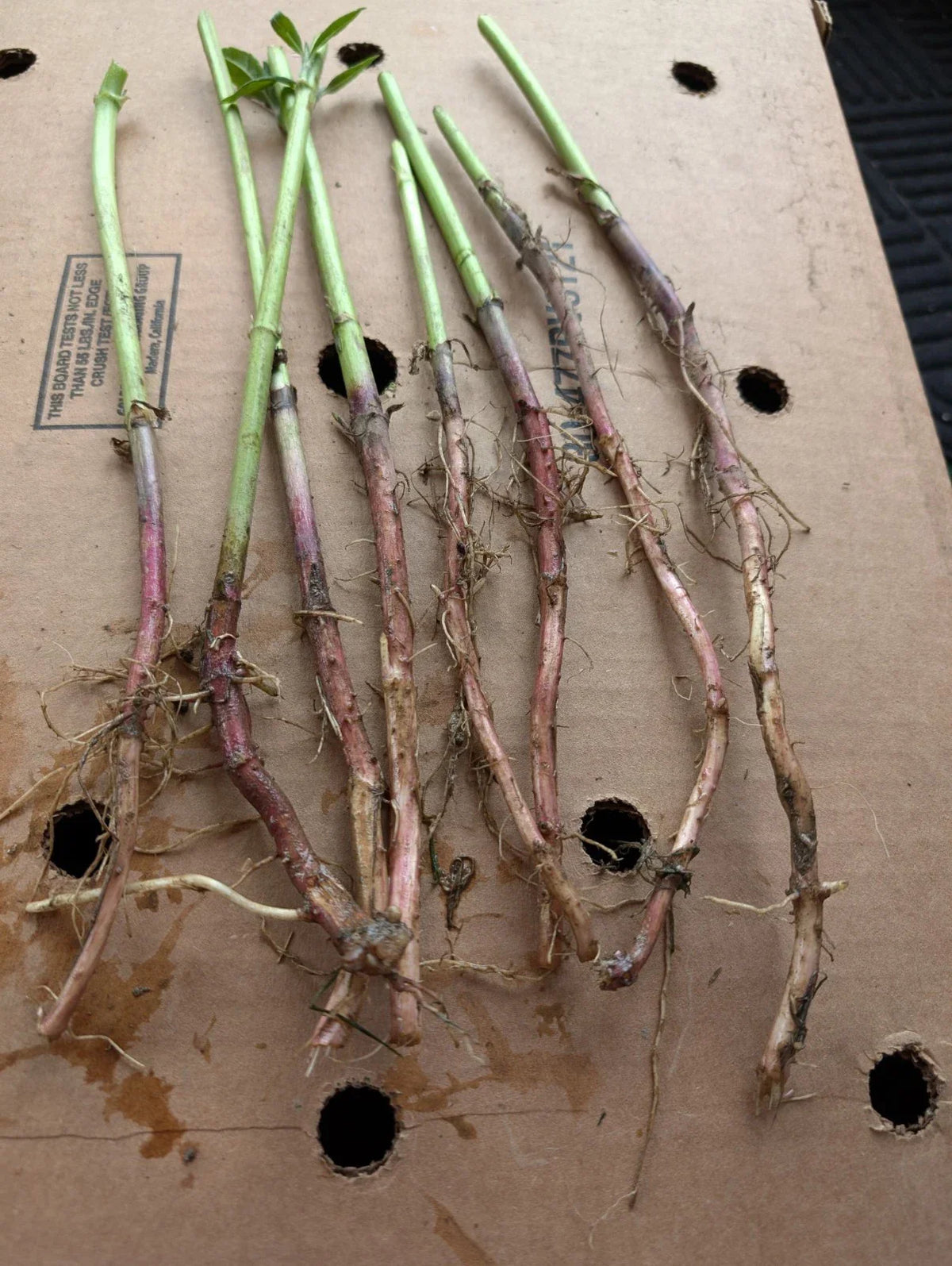 Red Organic Jerusalem Artichoke Roots - Small & Medium - Helianthus tuberosus - 7+1 Free for Planting