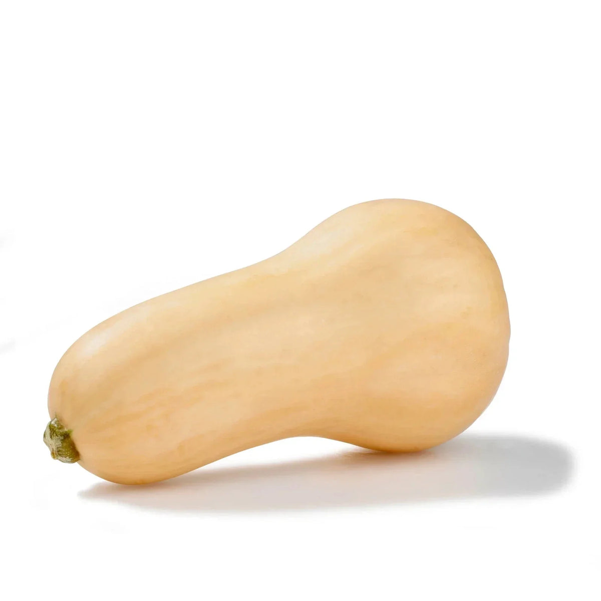 Butternut Squash Seeds - 10 Non-GMO Seeds - Cucurbita moschata - Easy to Grow for Home Gardening - Free USA Shipping