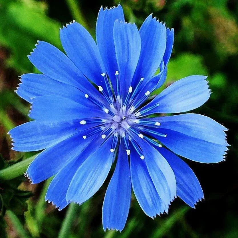 Chicory Seeds - Bulk Pack Non-GMO Heirloom Variety Cichorium intybus for Home Gardening, Nutrient-Rich, Easy to Grow