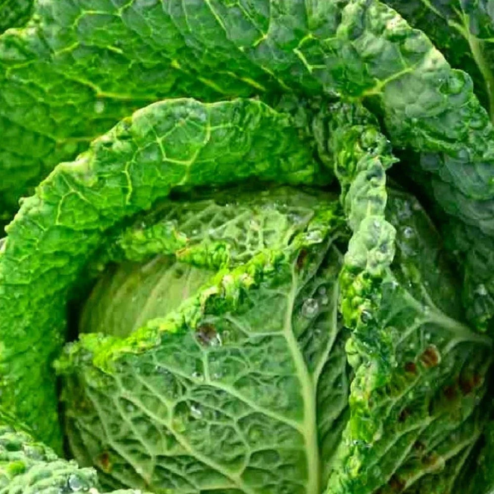 Savoy Perfection Cabbage Seeds | Non-GMO Heirloom | Green Crinkly Leaves | Brassica oleracea var. sabauda