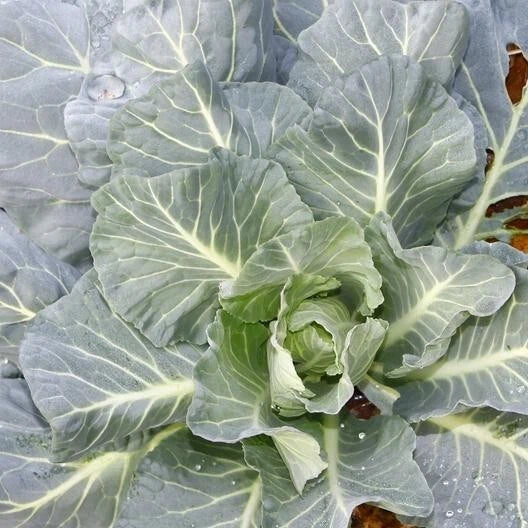 Morris Collard Seeds - 2,000 Non-GMO Heirloom Seeds - Brassica oleracea var. viridis - Vegetable Seeds for Home Gardens