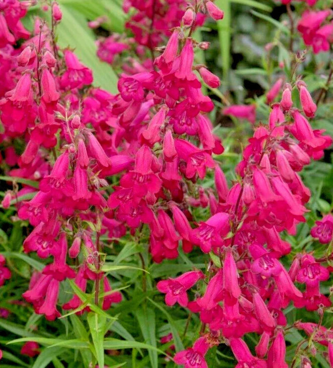 Bright Scarlet Penstemon Seeds - 150 Count - Penstemon barbatus - Easy to Grow Garden Flower Seeds for Hummingbirds and Pollinators