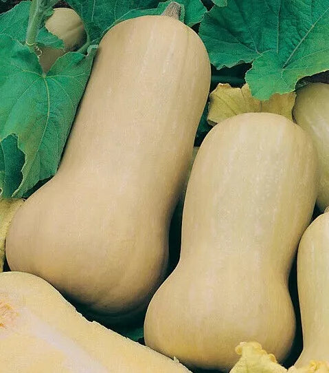Butternut Squash Seeds 20+ Pack, Waltham Variety, Cucurbita moschata - Winter Squash for Home Garden