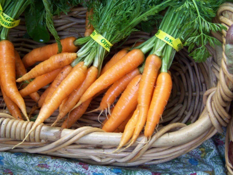 Carrot Seeds - 775 Heirloom - Danvers Variety - Daucus carota - Premium Gardening Seeds for Home Gardeners
