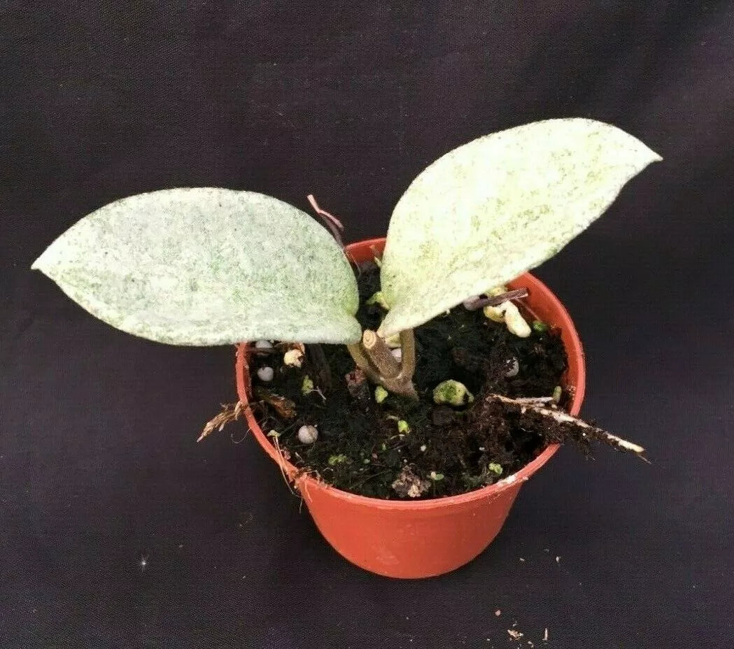 Hoya Carnosa 'Nova Ghost' Rooted Plant 2.5" Pot - Rare Indoor Houseplant with Unique Silvery-Green Foliage