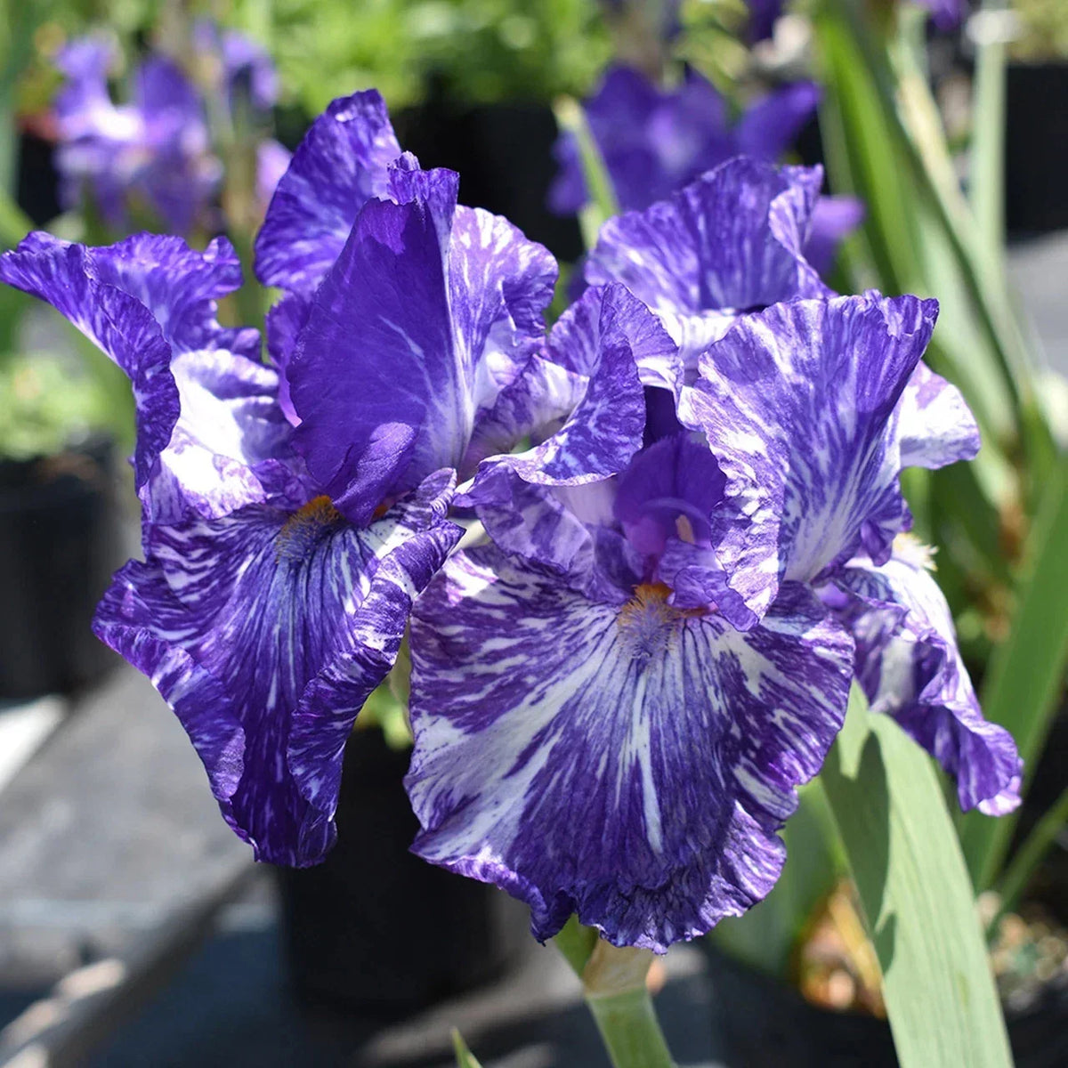 Iris Rhizome - Batik Variety - Hardy Perennial Flower Plant - Iris Germanica - Easy to Grow, Unique Bi-Color Blooms