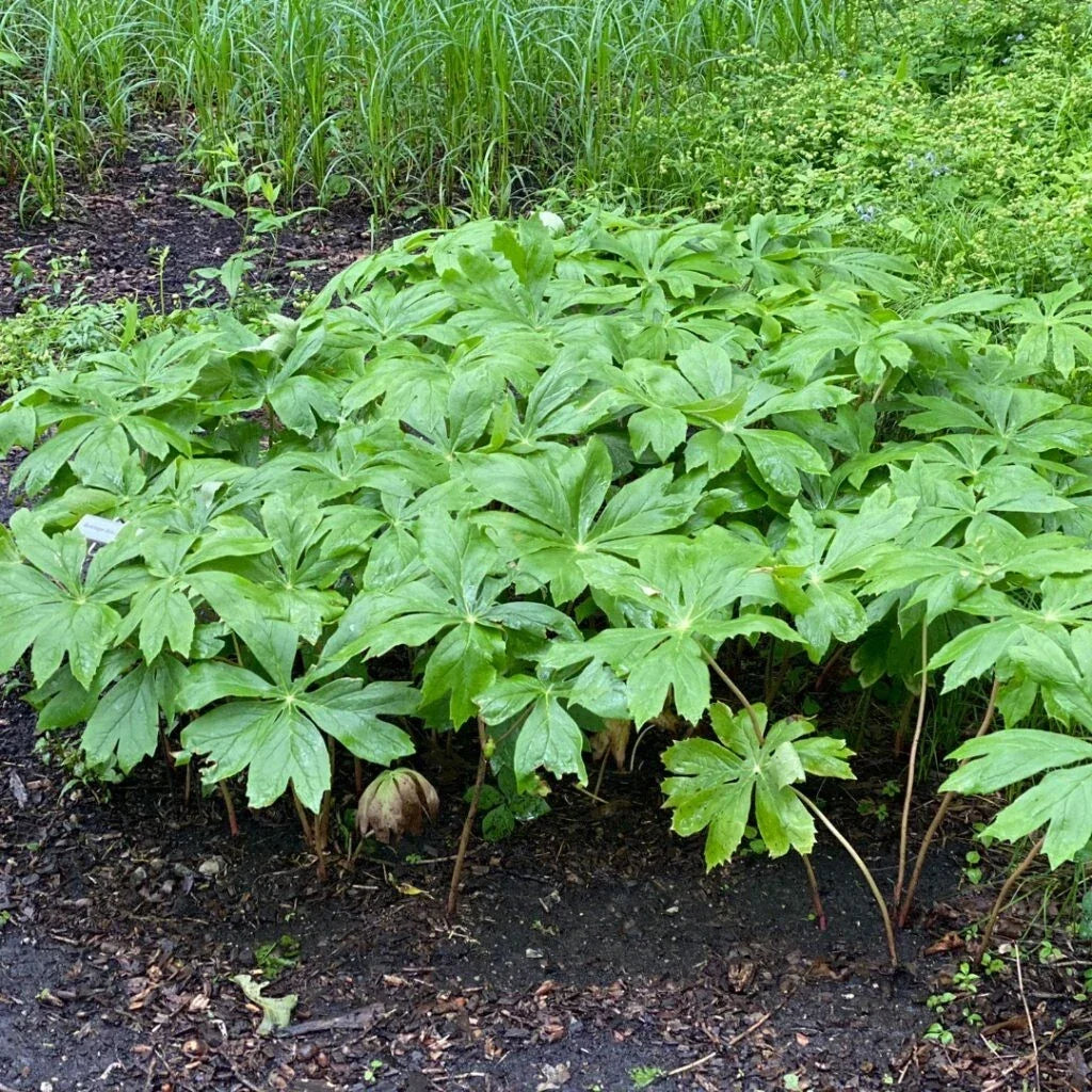 XXL Mayapple Rhizomes 20ct Bare Root Herb Podophyllum peltatum for Spring Planting in Woodland Gardens