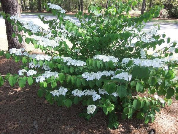 Shasta Doublefile Viburnum 6" Live Plant, White Flowers, Viburnum plicatum 'Shasta', Bare Root, Zones 5-8
