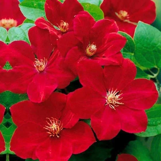 Bright Red Clematis Seeds - 25 Perennial Flower Seeds - Clematis viticella - Vibrant Blooms for Garden - Fast US Shipping