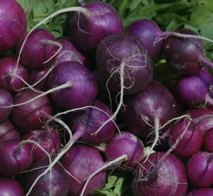 Purple Plum Radish Seeds - 200+ Count - Culinary Garden Vegetable - Raphanus sativus - Fast-Growing, Flavorful, Colorful