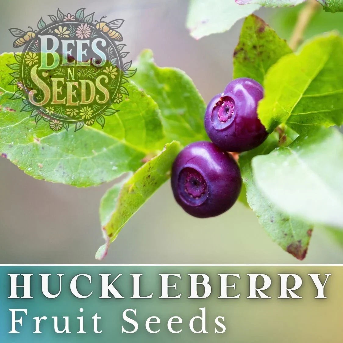 Glacier Huckleberry Seeds - Non-GMO 125/300/500 Seeds - Vaccinium membranaceum - Sweet Berries for Garden & Landscape