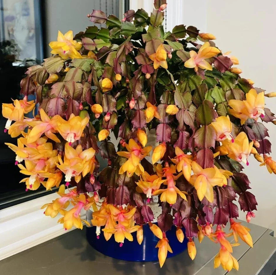 Yellow Christmas Cactus Live Plant 5-6" Schlumbergera truncata Indoor Holiday Decor Gift Plant Non-Toxic