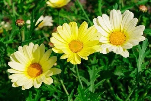 Painted Daisy Seeds Packet - Sunshine Yellow - 100 Count - Bellis perennis - Easy to Grow for Containers & Gardens
