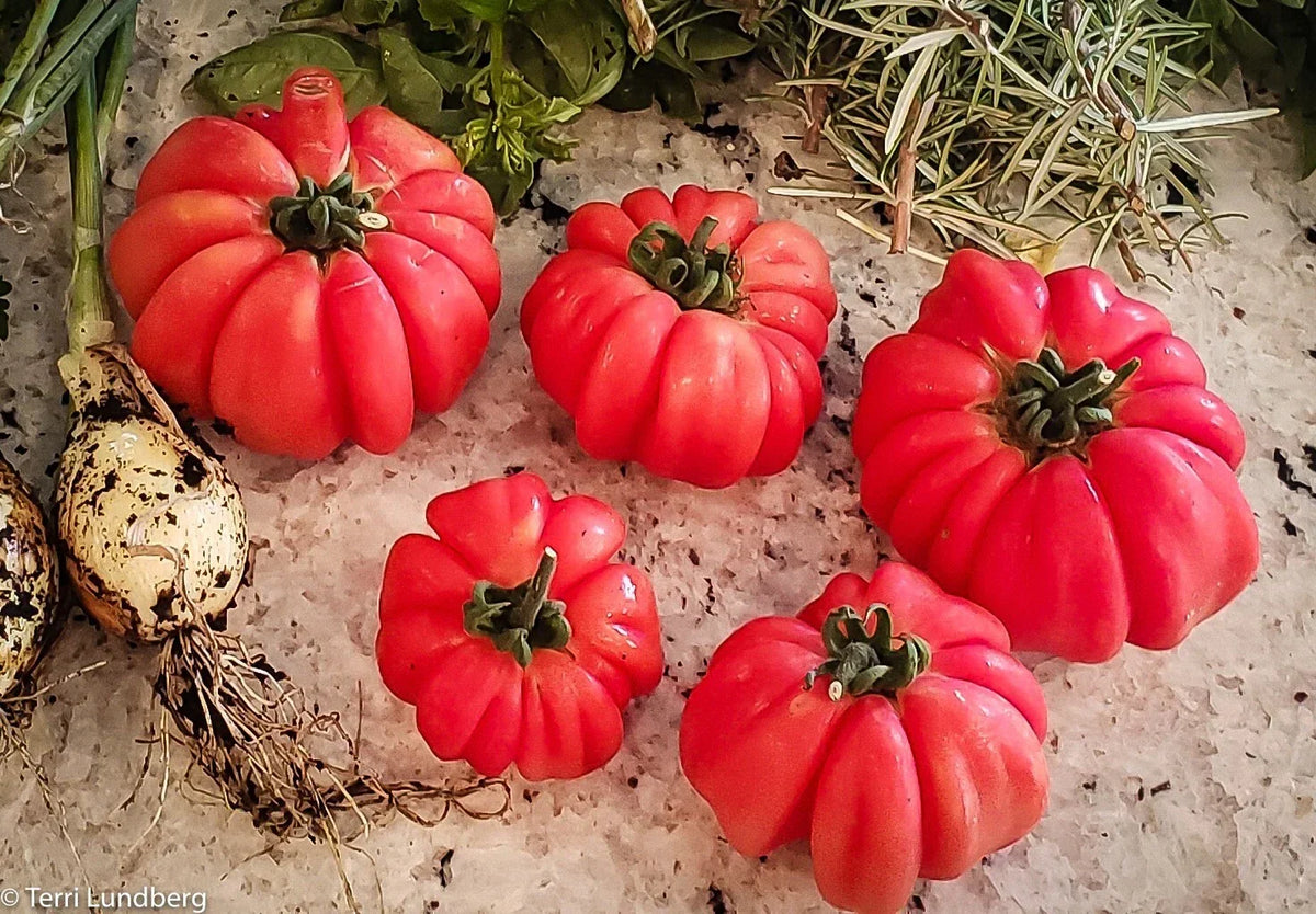 Mushroom Basket Tomato Seeds - 20+ Organic Heirloom Non-GMO - Rare Variety - Solanum lycopersicum