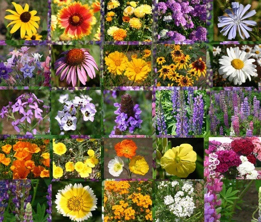 Wildflower Mix Cascade Seeds - 1 Oz Bulk - Colorful Perennial Blend for Gardens - Various Species