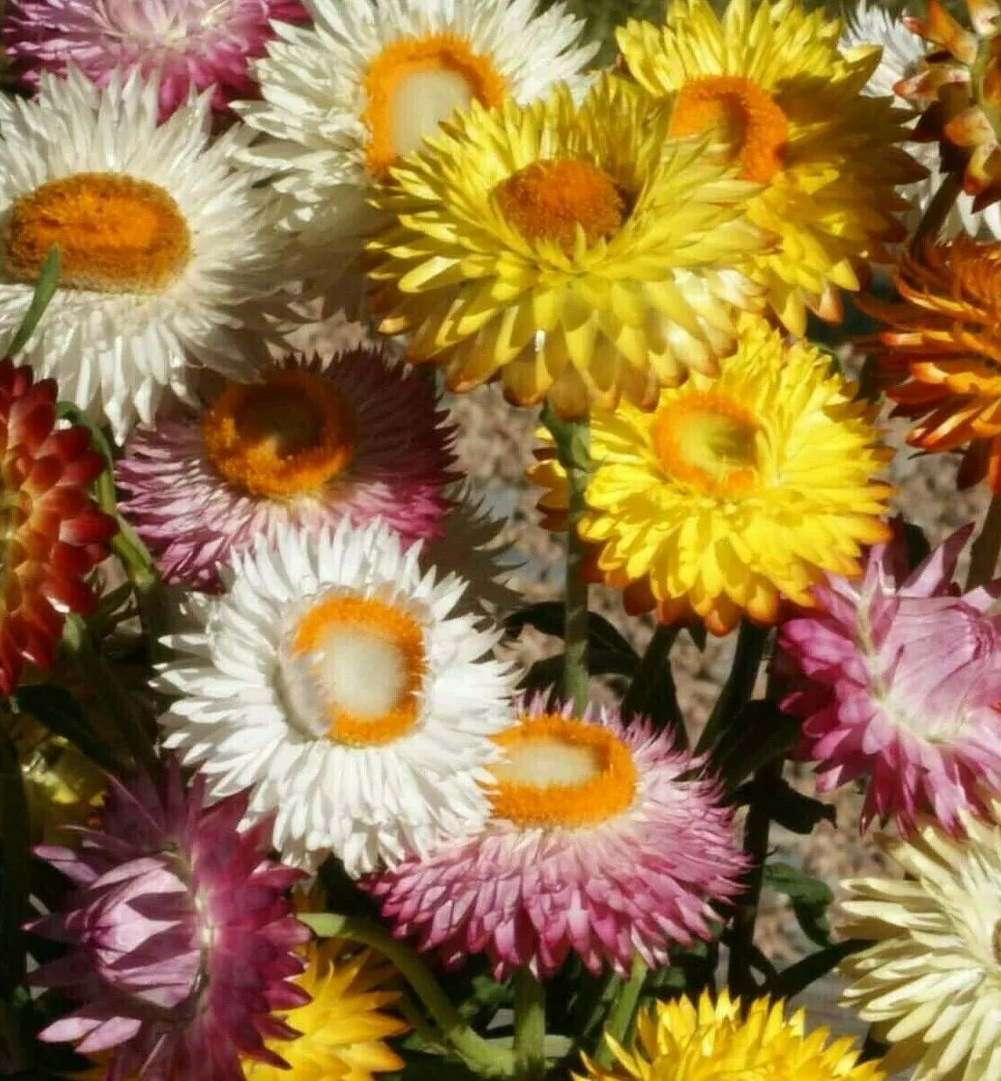 Strawflower Seeds 500+ Mixed Colors - Helichrysum bracteatum Annual, Drought-Tolerant, Red & Orange Garden Flowers