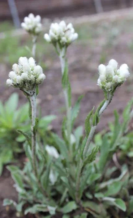 Pussytoes Wildflower Seeds 50 Seeds Antennaria plantaginifolia Perennial Ground Cover Native Pollinator-Friendly Wildflower