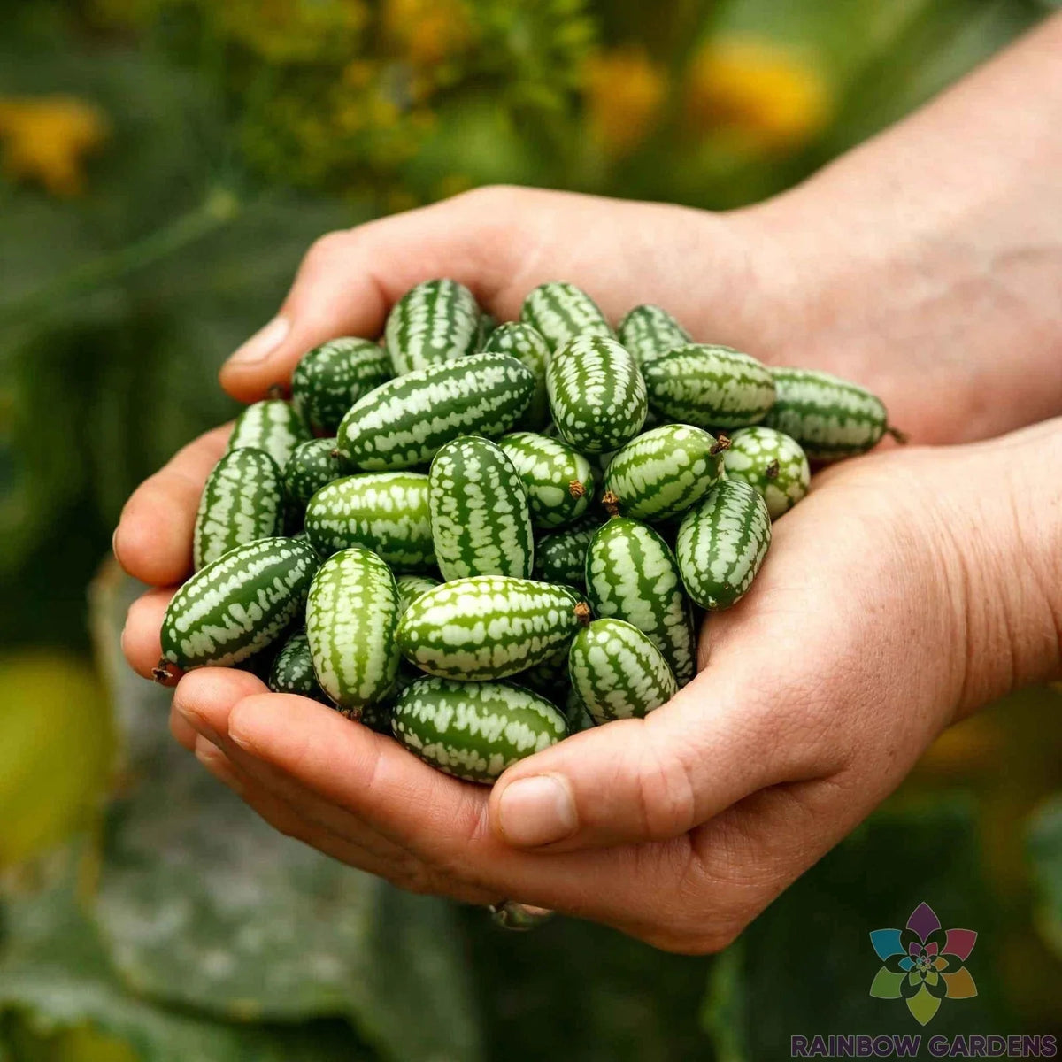 Mexican Sour Gherkin Cucumber Seeds 25+ Pack - Heirloom Variety - Melothria scabra - Unique Crunchy Garden Seeds