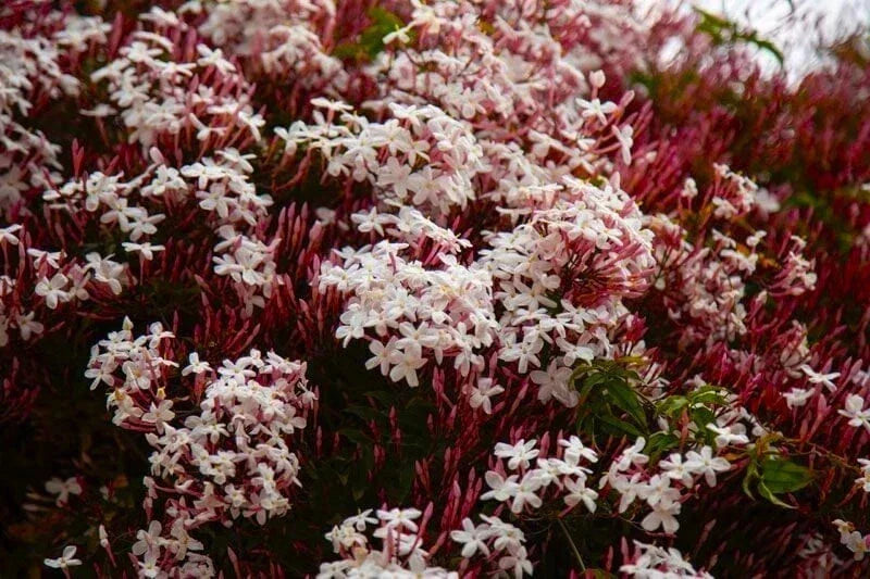 Pink Jasmine Starter Plant, 4-Inch Pot, Fragrant Flowering Vine, Jasminum Polyanthum, Ideal for Garden or Indoor Growth