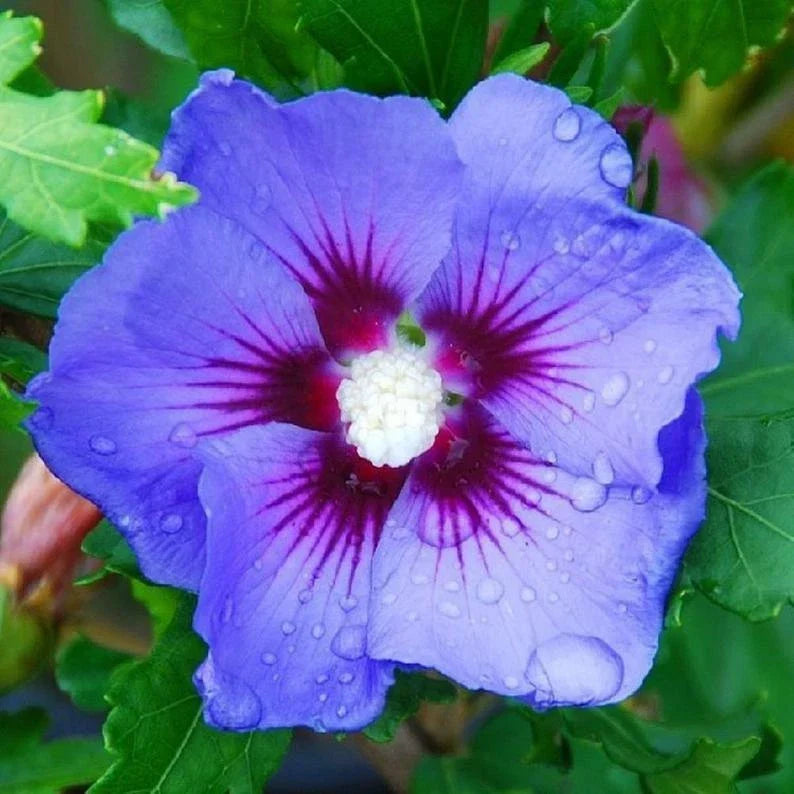 Blue Purple Hibiscus Seeds - 20 Perennial Flower Seeds - Hibiscus rosa-sinensis - Non-GMO, Vibrant Garden Blooms