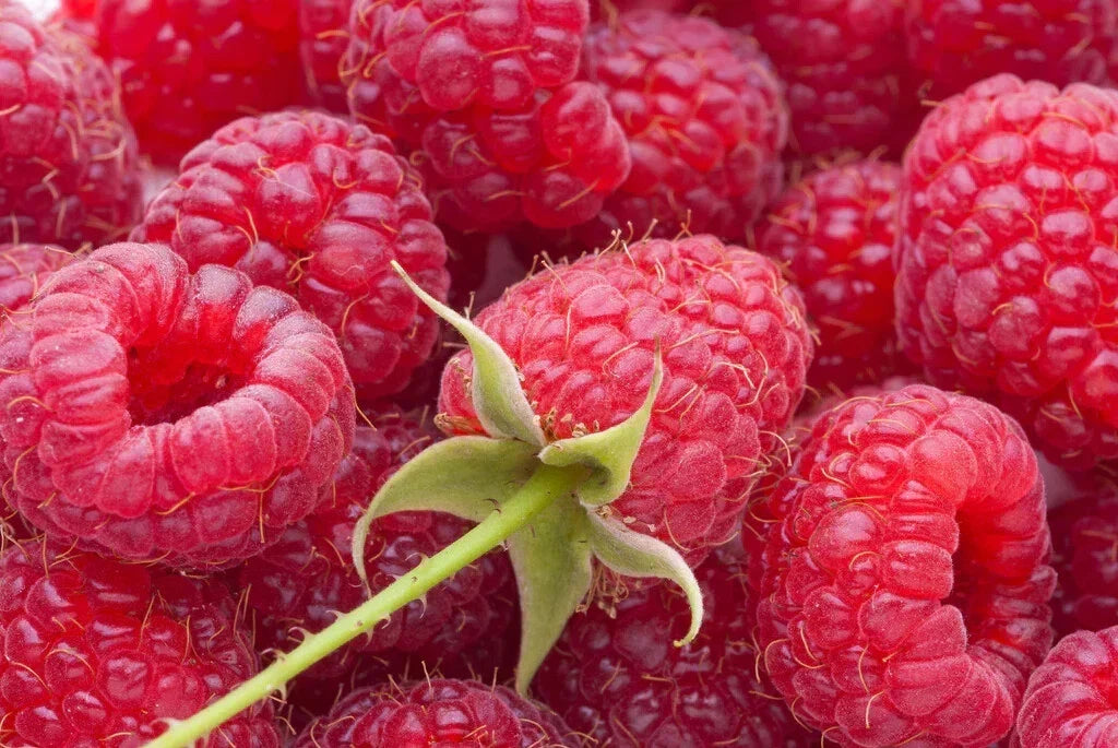 Everbearing Raspberry Cuttings - 10 Unrooted Cuttings - Heritage Variety - Rubus idaeus 'Heritage' - Non-GMO, Easy Propagation