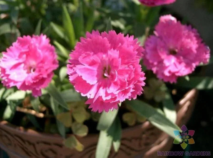 Chinese Pink Carnation Seeds Pack - 200+ Non-GMO Seeds for Garden Planting - Dianthus caryophyllus - USA Grown