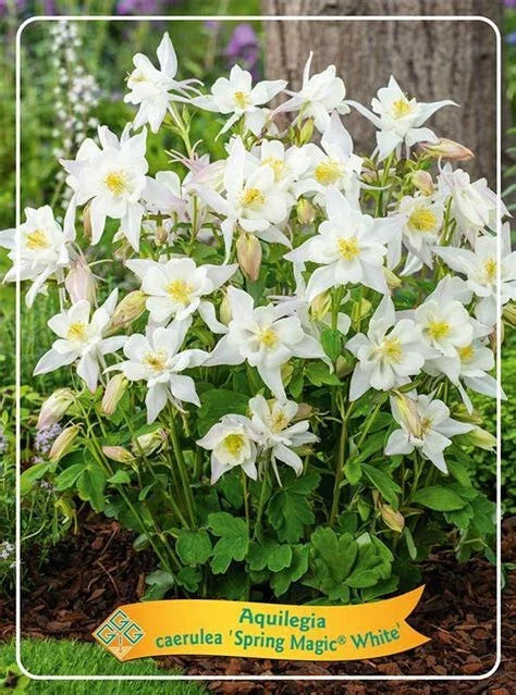 Spring Magic White Columbine Live Bare Root Perennial Plants Set of 2, Aquilegia vulgaris 'Spring Magic White'