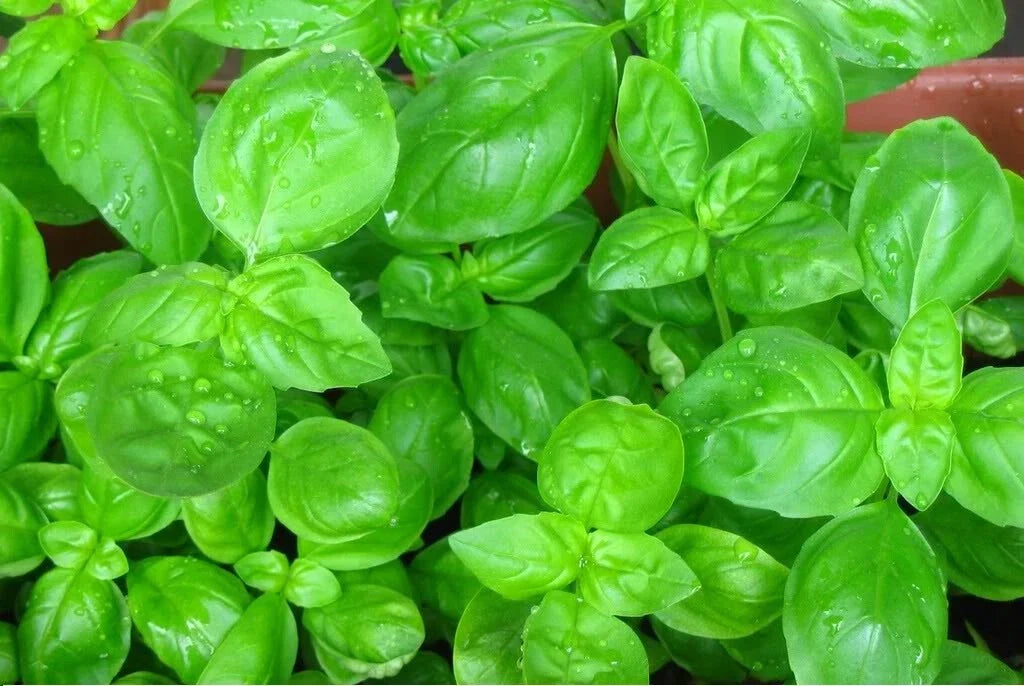 Sweet Basil Seeds - Heirloom Culinary Herb - Ocimum basilicum - 100 to 5,000 Non-GMO Seeds for Fresh Herb Garden