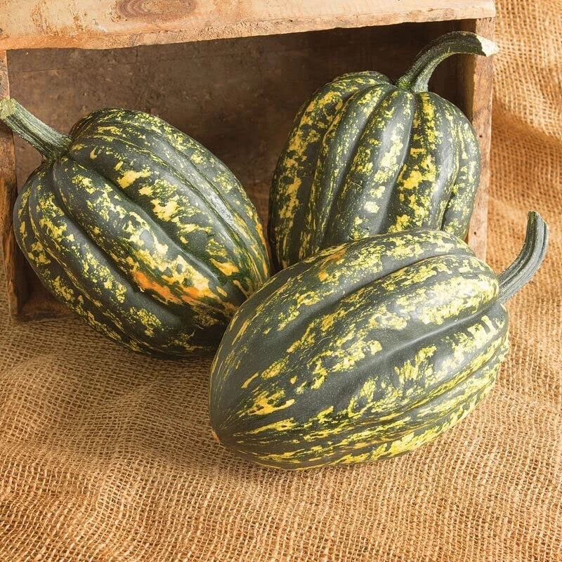 Starry Night Acorn Squash Seeds | 10 Pack | Decorative Fall Variety | Cucurbita pepo for Planting