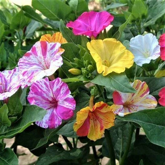 Four O'Clock Seeds - 25 Non-GMO Broken Colors - Mirabilis jalapa - Vibrant Annual/Perennial Flowers for Garden Blooms