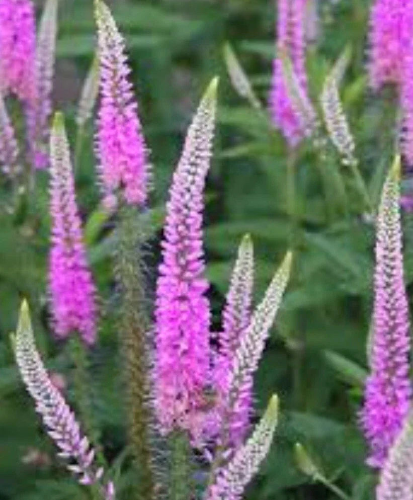 Veronica 'Pink' Speedwell Bare Root Perennial Plant - Vibrant Pink Blooms - Full Sun - Child Safe - Veronica spicata