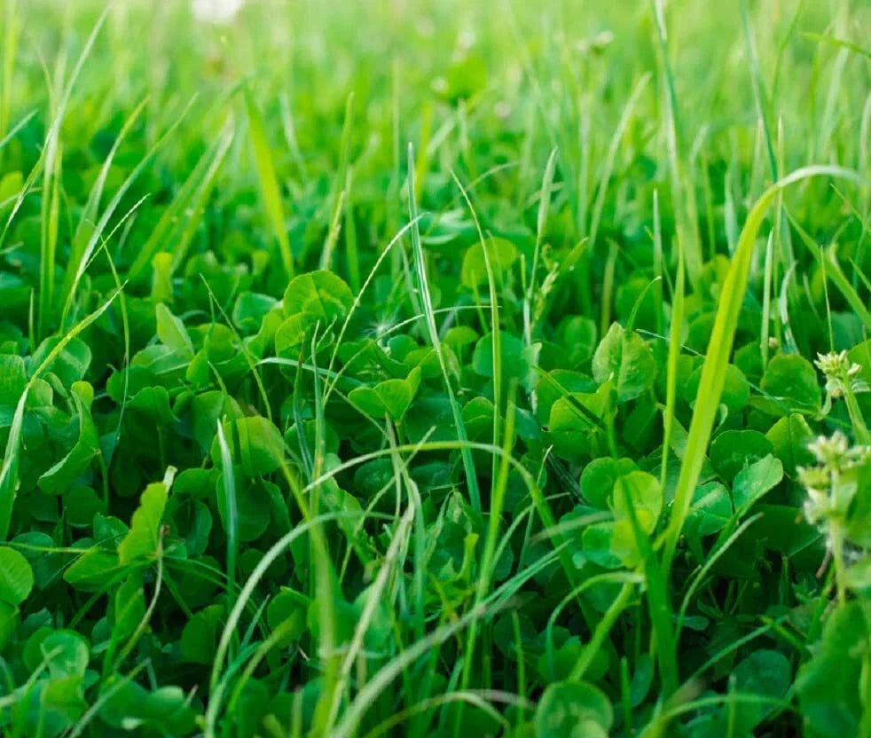 No-Till Garden Cover Crop Mix Seeds - 1 lb Blend for Soil Health & Erosion Control - Various Species