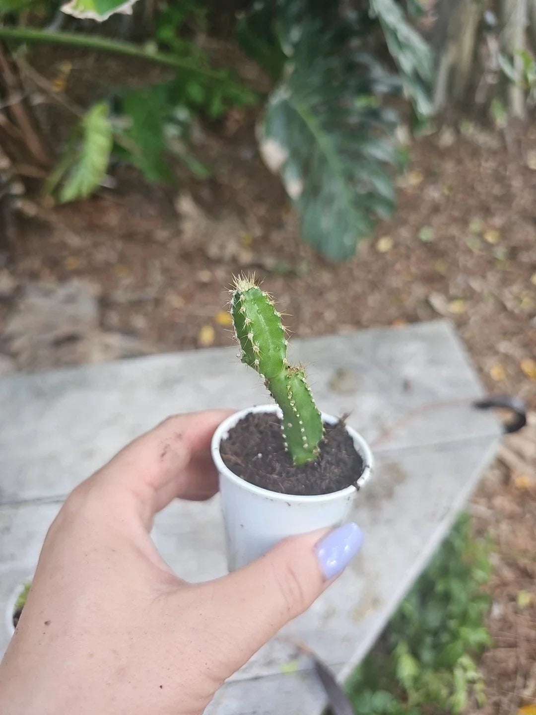 Baby Fairy Castle Cactus 2.5" Pot Acanthocereus Tetragonus - Unique Indoor Plant, Low Maintenance, Drought-Tolerant Decor