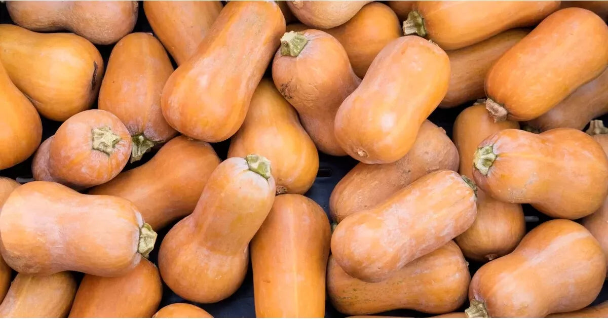 Butternut Squash Seeds Set of 25 - Heirloom Cucurbita moschata - Sweet Nutty Flavor for Home Garden