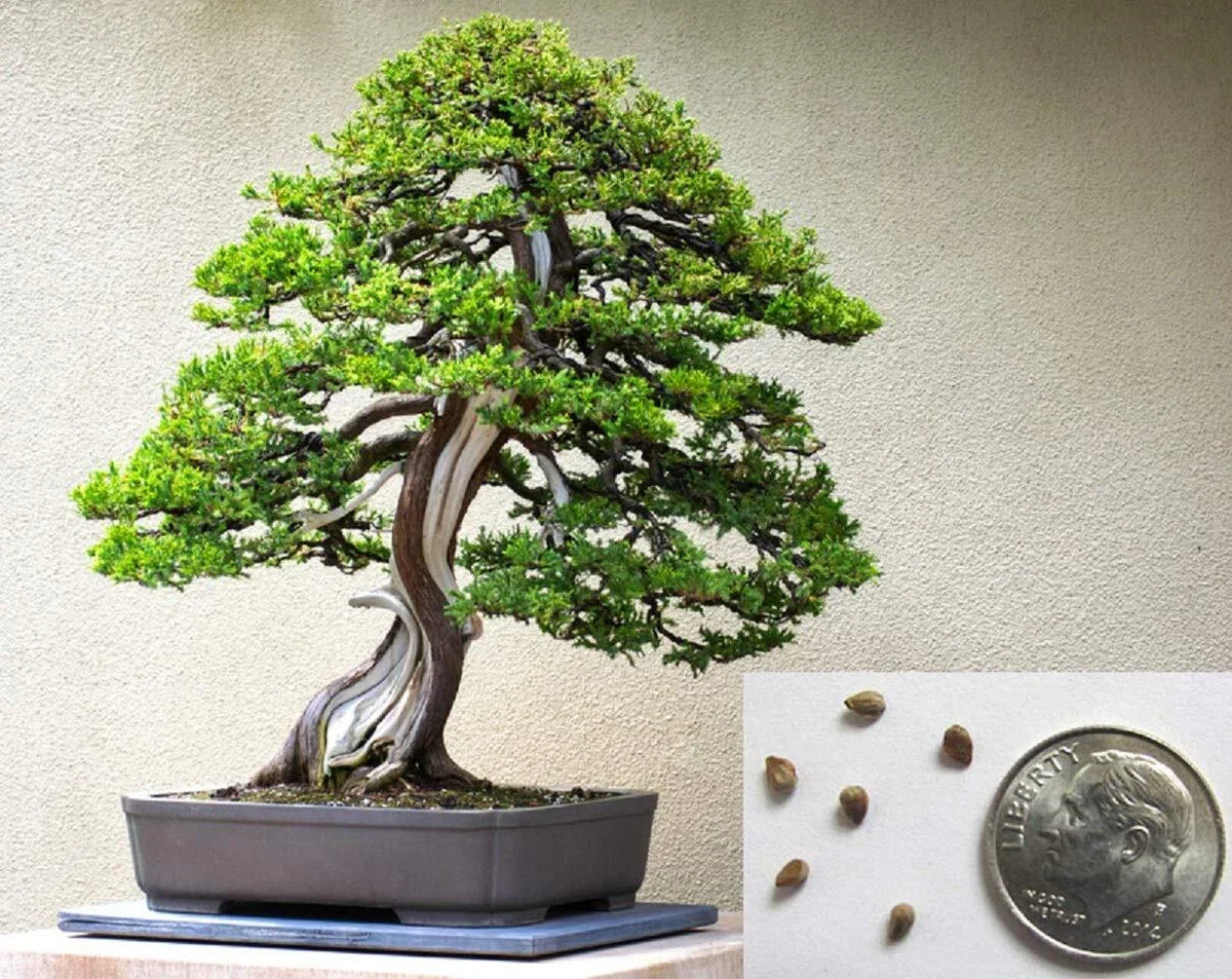 Bonsai Tree Seeds - 10+ Juniper Seeds - Ideal for Cultivation, Juniperus spp. - Perfect for Beginners and Enthusiasts